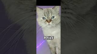 quotWhen the police asked for help this cat was like Me Work with the cops In your doggone dreams [upl. by Ettesil]