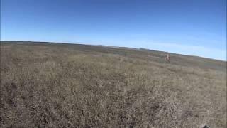 Meadow Creek Pheasant Camp Movie 1  GoPro [upl. by Gustafson]