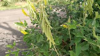 Smooth Rattlepod plant  Crotalaria pallida  observed in Bangalore [upl. by Brinn691]