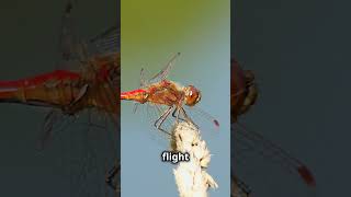 Dragonflies Natures Aerial Acrobats [upl. by Aerbma]