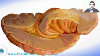 Brain Ventricles Anatomy And Insular Cortex [upl. by Corwun528]