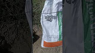 Muriate of Potash  पोटाश का प्रयोग  सरसों में पोटाश  MOP  sarsokikheti  Potash Potassium खाद [upl. by Trudi]