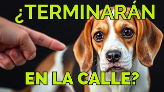 ¿A Favor o en Contra La POLÉMICA de la TENENCIA de MASCOTAS [upl. by Tallbot]