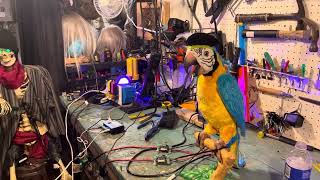 Squawkers Mccaw Parrot Hack Pirate Halloween 2023 [upl. by Niessuh]