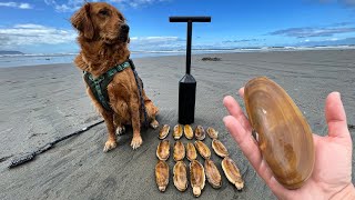 RAZOR CLAMMING REOPENS And The RAZOR CLAMS ARE HUGE Quick Razor Clam Limit [upl. by Nylra344]