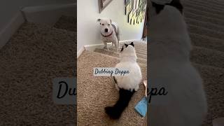 Funny Dog and Cat Voice cat dog funny comedy animals shorts shortsfeed funnyanimals [upl. by Paco]