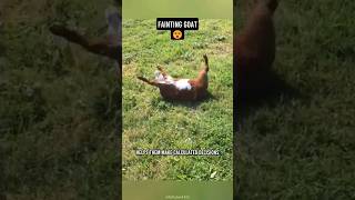 Why do goats faint or freeze A Survival Tactic Revealed faintinggoats shortanimalvideo [upl. by Nowd]