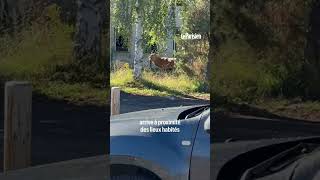 Un cerf traqué par un équipage de chasse à courre trouve refuge devant la gendarmerie de Senlis [upl. by Molahs]