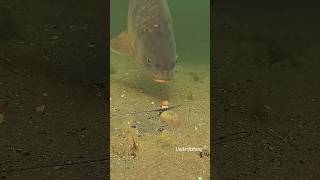 So what went wrong carp fishing underwater [upl. by Eiddal]