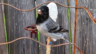 Pintagol Cinza cabeça preta Carduelis Notata x Canaria branca dominante [upl. by Akiehs]