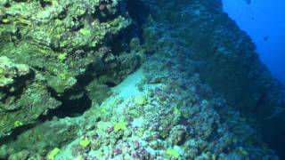 Moorea Deep Dive Highlights [upl. by Annodahs]