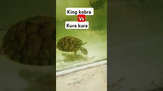 Kobra vs kura kura kurakura [upl. by Ciro]