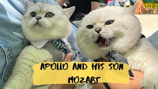 Father cat Apollo meeting his cute son Mozart [upl. by Eirhtug205]