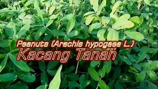 Peanuts Arachis hypogaea L  Kacang Tanah [upl. by Fleeman]