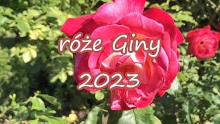 róże Giny 2023 [upl. by Anyt911]