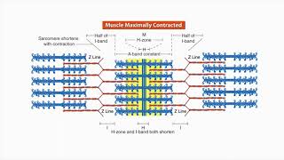 Structure and function of a sarcomere  Physiology of Sport and Exercise [upl. by Namwen436]