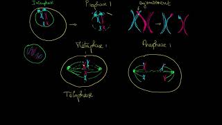 Les phases de la méiose [upl. by Kessler]