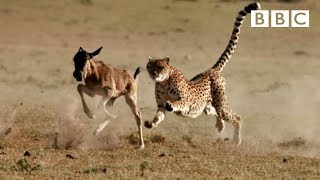 Cheetah chases wildebeest  The Hunt  BBC One [upl. by Enaffit727]