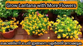 Lantana Complete care  Tips to Get More Flowering  കൊങ്ങിണി ചെടി വളർത്തുന്നതിൽ ഇത് അറിഞ്ഞിരിക്കുക [upl. by Nnyre]