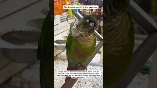 Cute and funny the conure parrot scratches itself with the bell in Petsmart birds funnyvideo [upl. by Zetniuq]