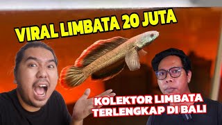 SHOCK BANGET‼️TERNYATA LIMBATA ADA PULUHAN JENIS⁉️ [upl. by Reyna]