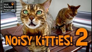 Bengal cats meowing chirping yowling  NOISY KITTIES 2 [upl. by Linskey]