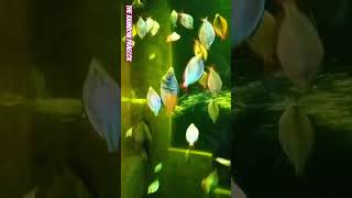 The RainbowFish Praecox OdieRainbowFish [upl. by Latvina]