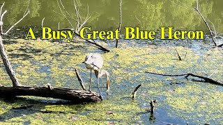 A busy great blue heron  grooming  cleaning  tickling  gular fluttering backyardwildlife  lake [upl. by Nivan]