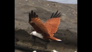 BRAHMINY KITE AT DELHI ZOO [upl. by Hagai]