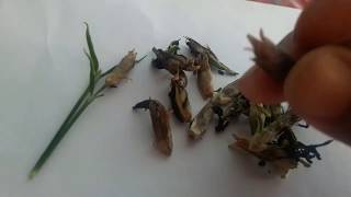 How to collect dianthus seeds [upl. by Eahsan879]