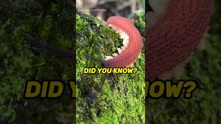 Totally Radula detailenjoyer didyouknow nowyouknow Red velvet worm mollusk insect nature [upl. by Zebadiah10]