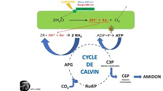 La photosynthèse dans le chloroplaste [upl. by Malanie]