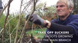 Barlows TV  Episode 80 Best Tips for Pruning Crape Myrtle [upl. by Nomolos]