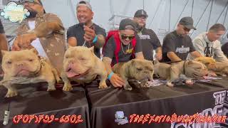 Kobe the Exotic Bully at The Wow Factor  Show StackOff  1000000 Exotic Bullies [upl. by Riella]