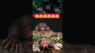 star nosed mole facts sciencefactsinhindi sciencefacts factsinhindi youtubeshorts shortsfeed [upl. by Etyam]