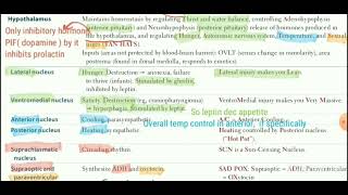 Hypothalamus Thalamus Sub thalamus  First Aid page 498 amp500 [upl. by Seema768]