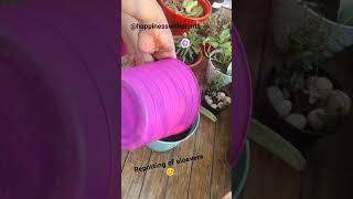 Repotting of aloevera  plant repotting update 22balconygarden repotting aloevera [upl. by Nnadroj232]