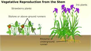 Vegetative Propagation in Plants [upl. by Mathias]