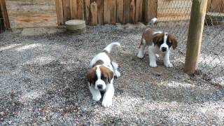 Filhotes de cães da raça São Bernardo [upl. by Mccutcheon]