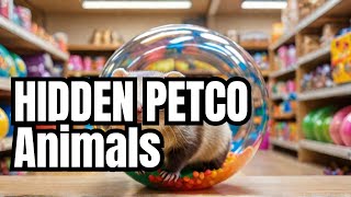 Hidden Creatures Found at Petco [upl. by February800]