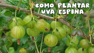 Como plantar Uva espina ► tu huerto facil  uvaespina [upl. by Nnylear]