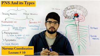 Peripheral Nervous System  PNS [upl. by Rufe]