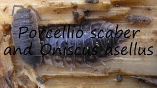 How to say Porcellio scaber and Oniscus asellus in English [upl. by Gerfen]