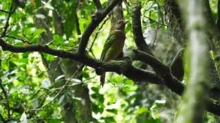 Green Catbird Call birds birdsounds [upl. by Ayoj198]