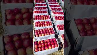 Kashmir Apple 2024reelsfarmingshorts [upl. by Swan411]