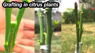 Grafting a lemon branch on orange tree  with results  grafting citrus tree  citrus bark grafting [upl. by Ariam]