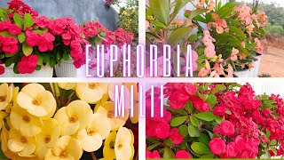 Crown of Thorn plant Euphorbia Milii Care Guide [upl. by Tabber903]