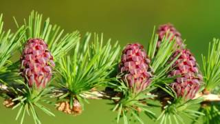 Bach flower Larch [upl. by Eluj]