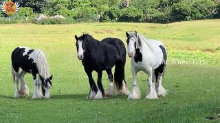 Belgian Horse Horse Sounds  Horses Neighing Heavy Horse HUGE HORSE [upl. by Anyad281]