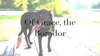 Day In the Life of Grace the Borador [upl. by Assitruc]